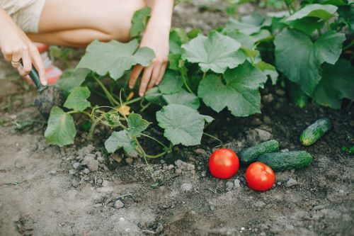 The Benefits of Growing Your Own Organic Vegetables