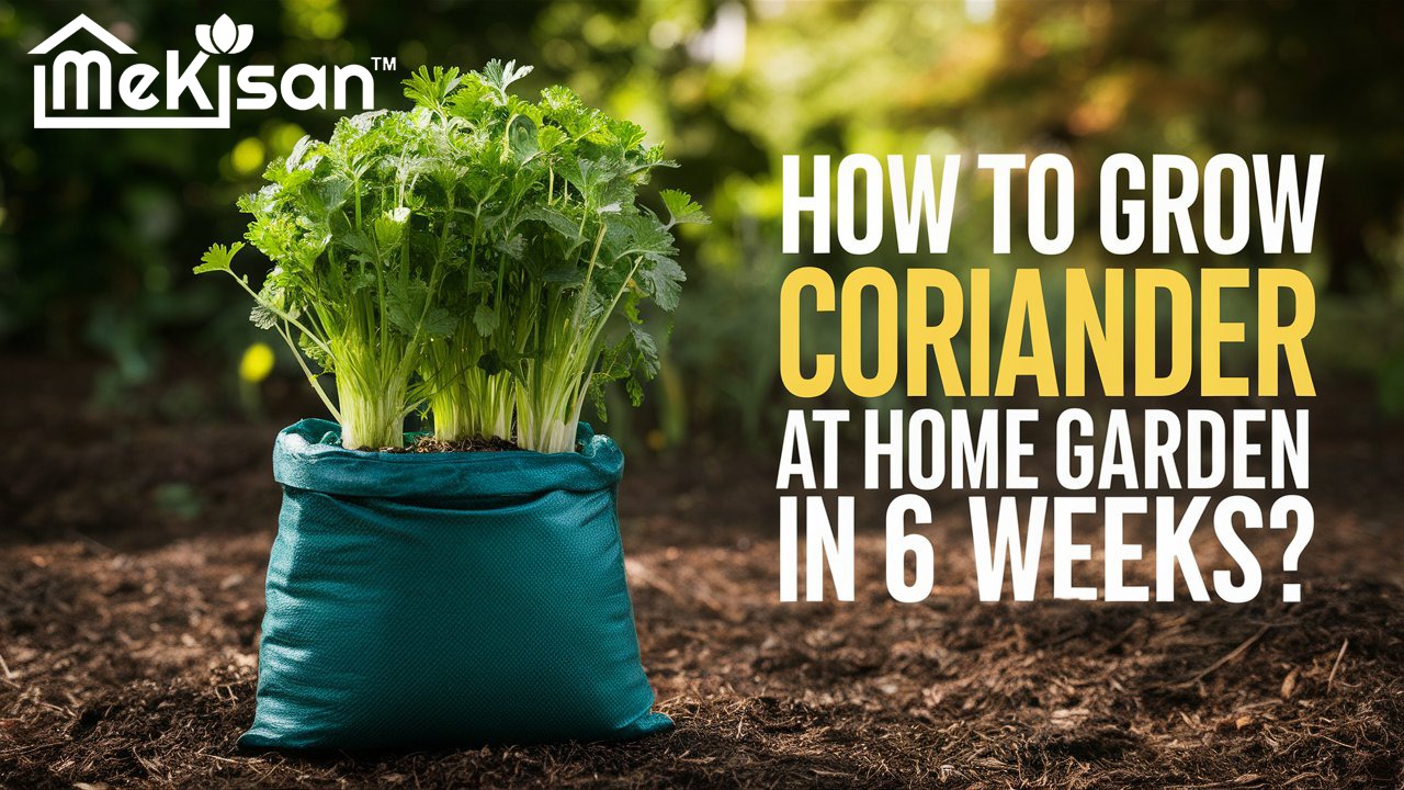 How to Grow Coriander at Home Garden in 6 Weeks?
