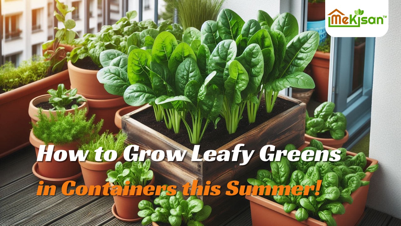 How to Grow Leafy Greens in Containers this Summer