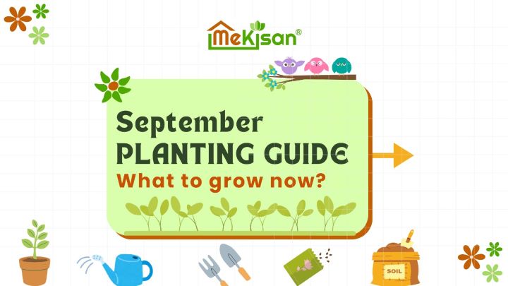 7 Must-Plant Veggies for Your September Garden | Mekisan Seeds