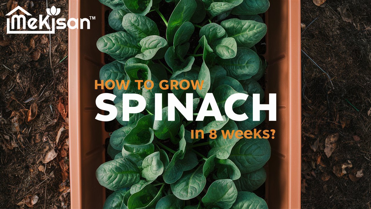 How to Grow Spinach (Palak) at Home Within 8 Weeks?