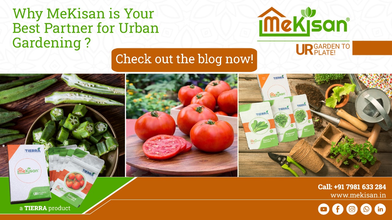 Why MeKisan is Your Best Partner for Urban Gardening